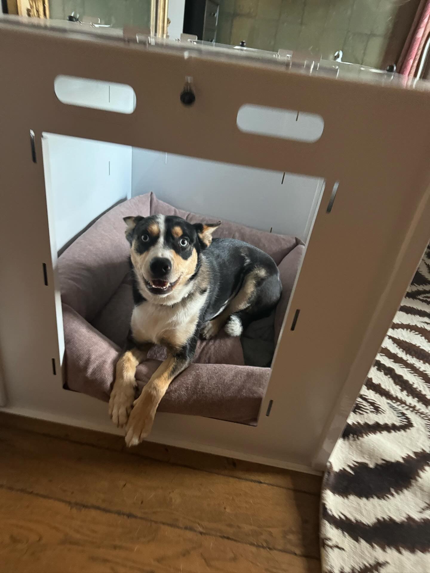 Is Crate Training Cruel? Safe Alternatives for Your Dog