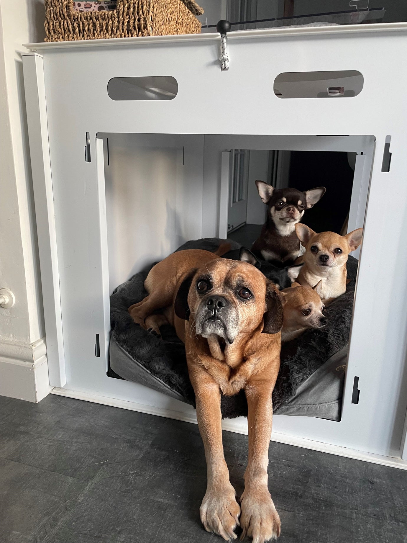 5 Reasons PetPen is the Ideal Choice