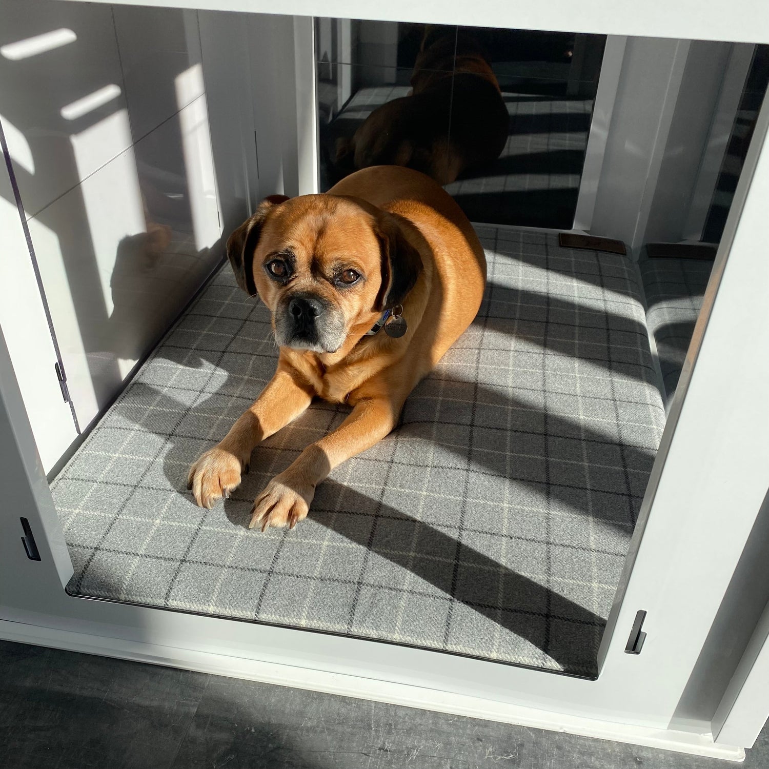 Jackson's Story – How PetPen Was Born to Keep Dogs Safe